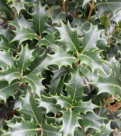 False Holly Gulftide